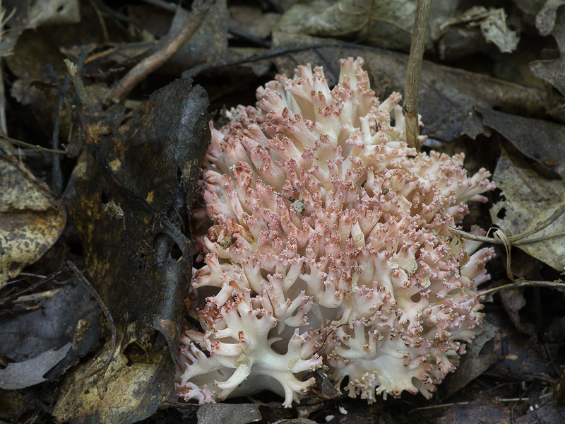 Ramaria botrytis